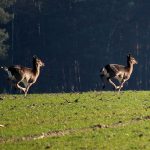 Symbolic Essay in Autumn’s Breathing Veils