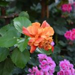 Best Of: Mindful Moss Embers