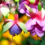 Symbolic Essay: Petals of Resilience Symbolic Essay: Petals of Resilience