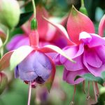Symbolic Essay: Balcony as Tomb Where Cities Buried Their Feet