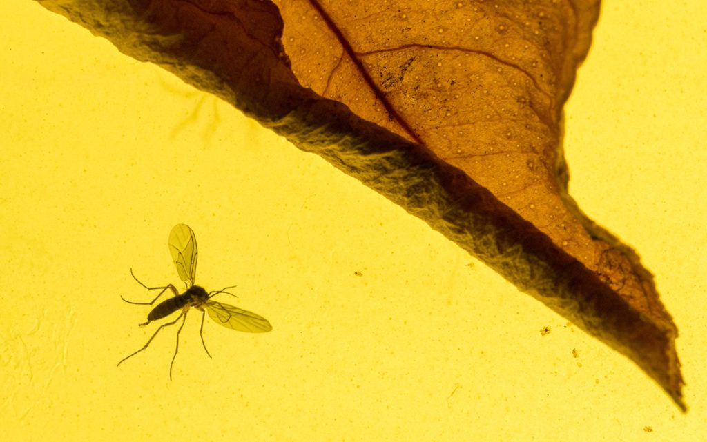 Ask the Expert: House Plant Journal’s Darryl Cheng on 6 Common Indoor Plant Pests