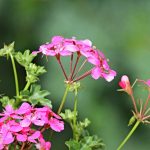 Poetic Guide: Whispering Blooms on Stone