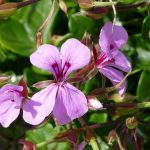 Eco How-To: Building Bat Roosts With Weathered Skulls