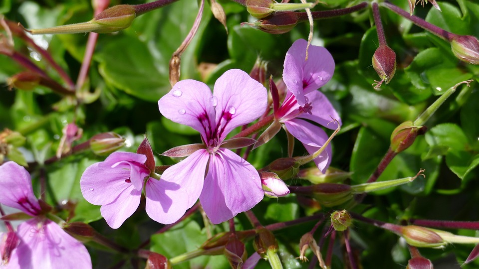 Eco How-To: Building Bat Roosts With Weathered Skulls
