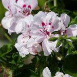 Poetic Guide: Sunlit Soil Serenades