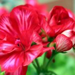 Seasonal RitualAutumn Leaves and Spring’s Gentle Heed