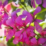 Poetic Guide: Cultivate Tranquility Amidst Concrete Veins