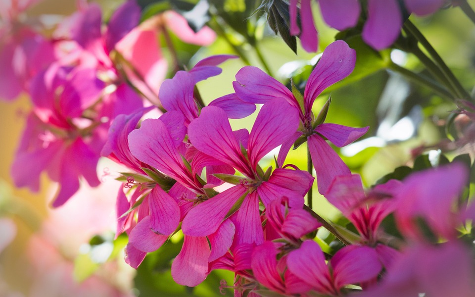 Poetic Guide: Cultivate Tranquility Amidst Concrete Veins