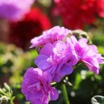 Seasonal Ritual: Autumn’s Golden Lullaby