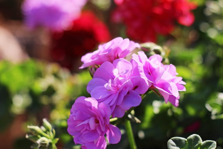 Seasonal Ritual: Autumn’s Golden Lullaby