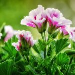 Seasonal Ritual: Autumn’s Fall as Sanctuary of Stone