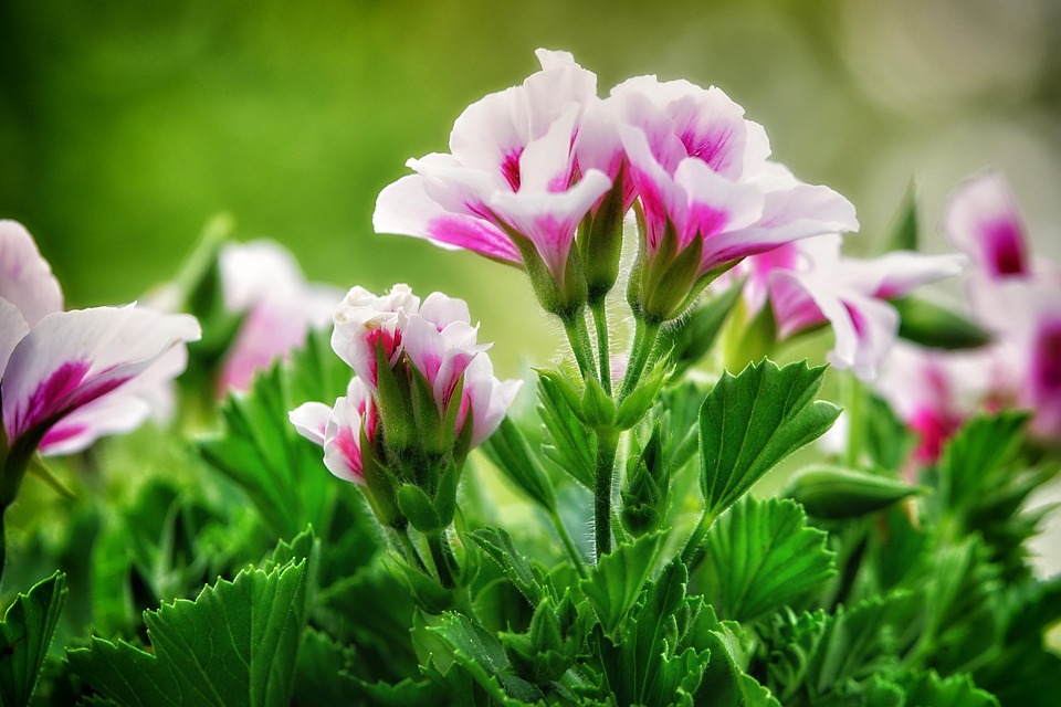 Seasonal Ritual: Autumn’s Fall as Sanctuary of Stone