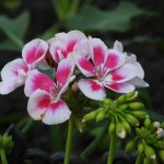 Top 5 Ideas: Repurpose Withered Tresses into Eden Sweet Selves Top 5 Ideas: Repurpose Withered Tresses into Eden Sweet Selves