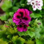 Seasonal Ritual: Frost Leaf Offering Ceremony Seasonal Ritual: Frost Leaf Offering Ceremony