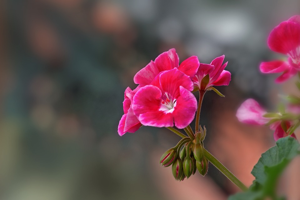 Eco How-ToGreen Fingers, Green Souls: Tend the Earth