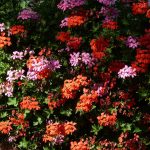 Best Of: Orchids in Sylvia Plath’s Lamento of Frost