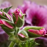 Top 5 Ideas: Terrariums of Timeless Harmony