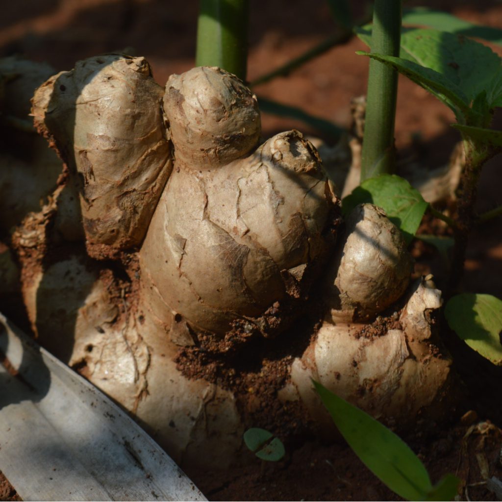 How To Grow Ginger Inside All Year Long