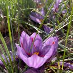 How to Grow Saffron at Home • The Garden Glove How to Grow Saffron at Home • The Garden Glove