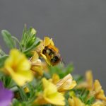 Poetic Guide Cultivating Edible Lyrics in Concrete Reefs
