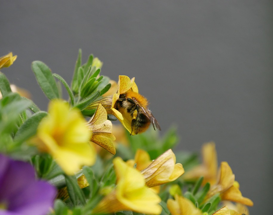 Poetic Guide Cultivating Edible Lyrics in Concrete Reefs