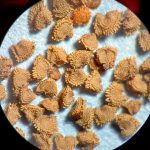 The Garden Decoder: What Are ‘Seed Banks’? (And Why Are They Important?) The Garden Decoder: What Are ‘Seed Banks’? (And Why Are They Important?)