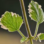 Seasonal Rituals of False Springs Endowed With Frozen Laughter