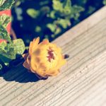 Symbolic EssayRooted in the Pulse of Soil Symbolic EssayRooted in the Pulse of Soil