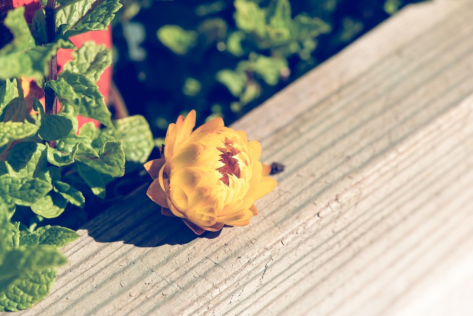 Symbolic EssayRooted in the Pulse of Soil