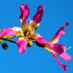 Symbolic Essay: Autumn’s Veil and Inner Light