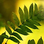 Symbolic Essay Roots and Radiance: Cultivating Light in Living Earth