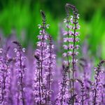 Symbolic Essay: Bloom Where Winter Fears to Tread Unspoken Truths Beneath Evergreen Solitude Symbolic Essay: Bloom Where Winter Fears to Tread Unspoken Truths Beneath Evergreen Solitude