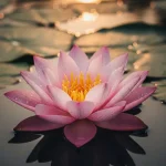 Symbolism of the Lotus Flower Across Different Cultures – Gardenoid Symbolism of the Lotus Flower Across Different Cultures – Gardenoid