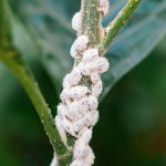 How to Get Rid of Mealybugs