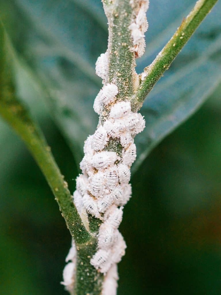 How to Get Rid of Mealybugs