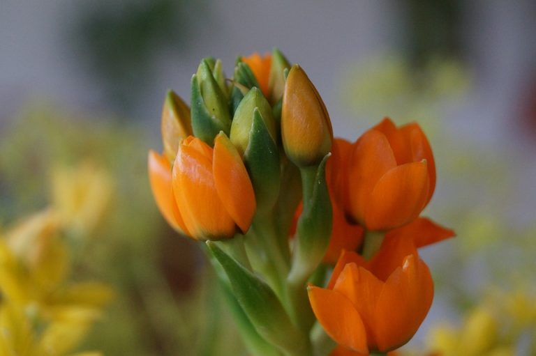 Seasonal Ritual: Planting Sighs Beneath March’s First Thaw