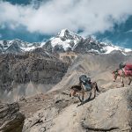 Symbolic Essay: Ivy-Clad Sanctuaries & Wilderness Reclamation Symbolic Essay: Ivy-Clad Sanctuaries & Wilderness Reclamation