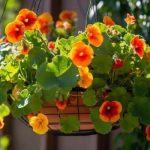 The Best Plants for Show-Stopping Hanging Baskets: Our Top Picks