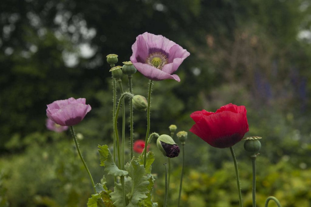 Gardening 101: Opium Poppy – Gardenista