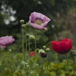 Gardening 101: Opium Poppy – Gardenista