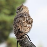 Seasonal Ritual: Sowing Seeds to Sing with Spring