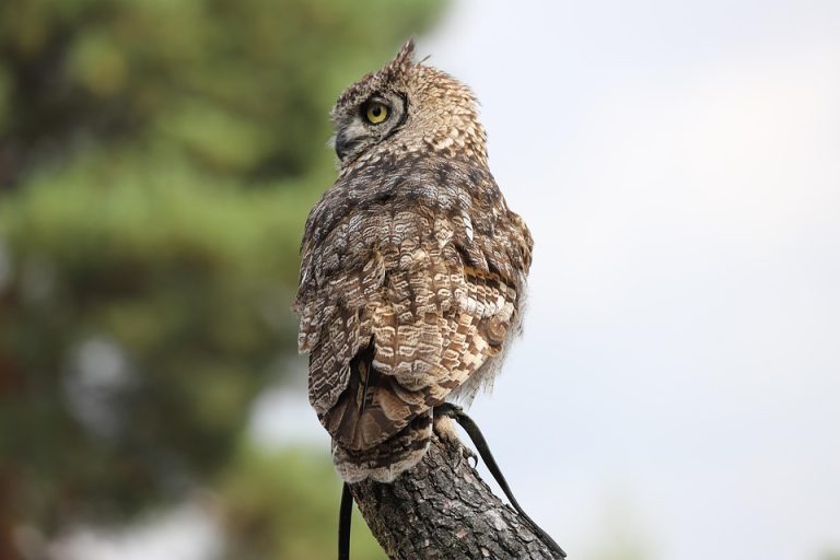 Seasonal Ritual: Sowing Seeds to Sing with Spring