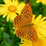 Seasonal Ritual: Rainwater’s Baptism, Nourishing Roots Deep