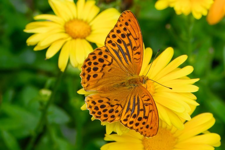 Seasonal Ritual: Rainwater’s Baptism, Nourishing Roots Deep