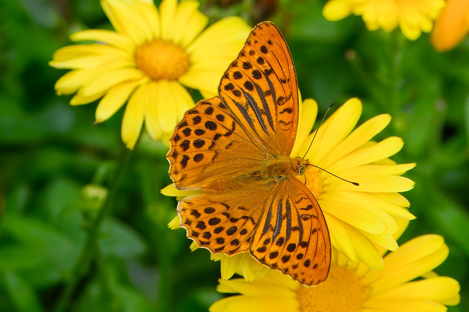 Seasonal Ritual: Rainwater’s Baptism, Nourishing Roots Deep