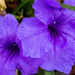 Eco How-To: Letting Vines Embrace Concrete Shadows Eco How-To: Letting Vines Embrace Concrete Shadows