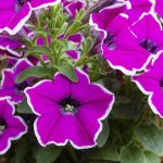 Symbolic Amy Growing Genuine Furrows in Concrete