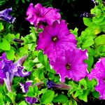 Eco How-To: Rooftop Harvest Alchemy