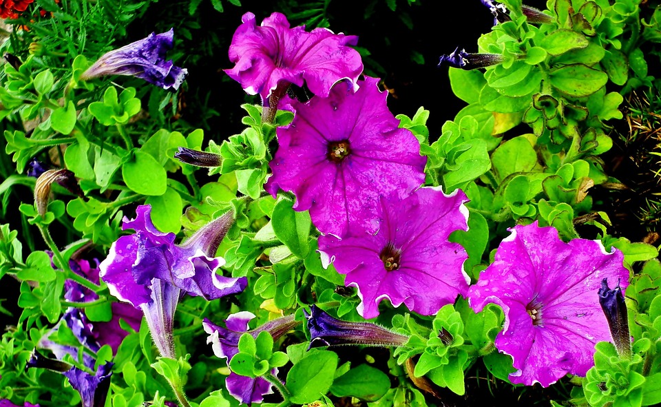 Eco How-To: Rooftop Harvest Alchemy