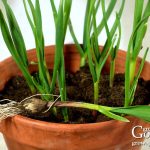 What to Do When Garlic Starts to Grow What to Do When Garlic Starts to Grow